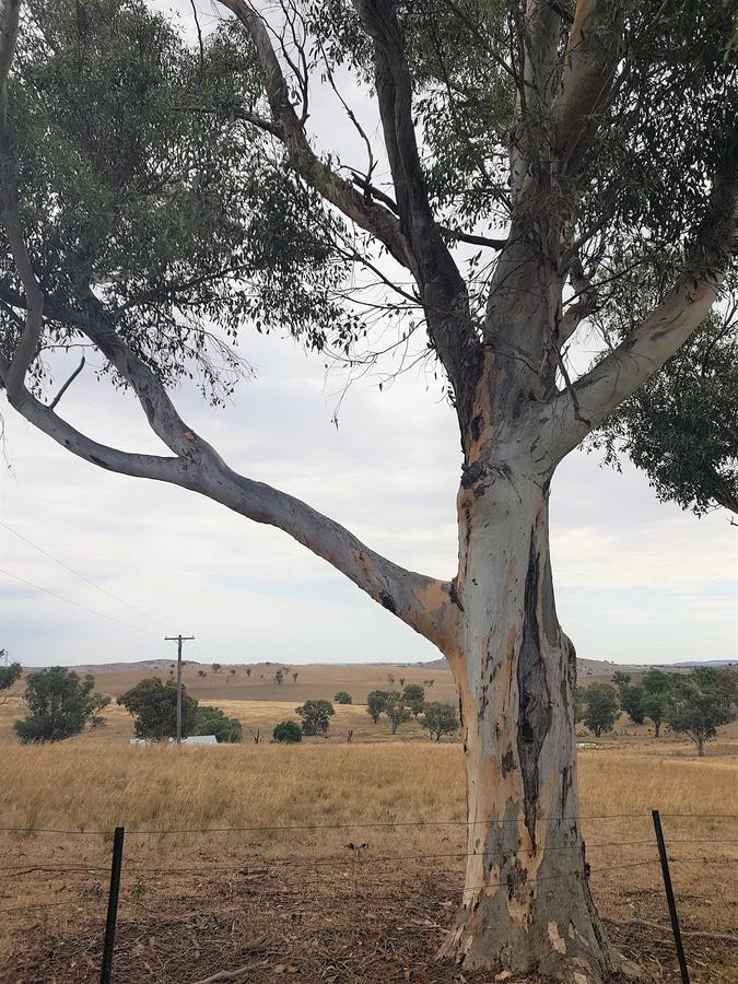 Wantana Cottage Farmstay Boorowa Exterior photo